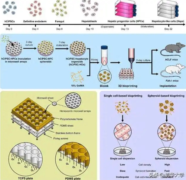 清华团队合作研发3D打印肝类器官